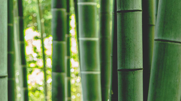 Descubre por qué el bambú es el mejor sustituto del plástico